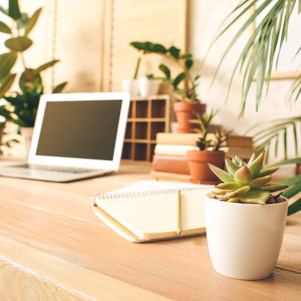 Desk Plants That Improve Productivity: Bring Focus & Fresh Energy to Work